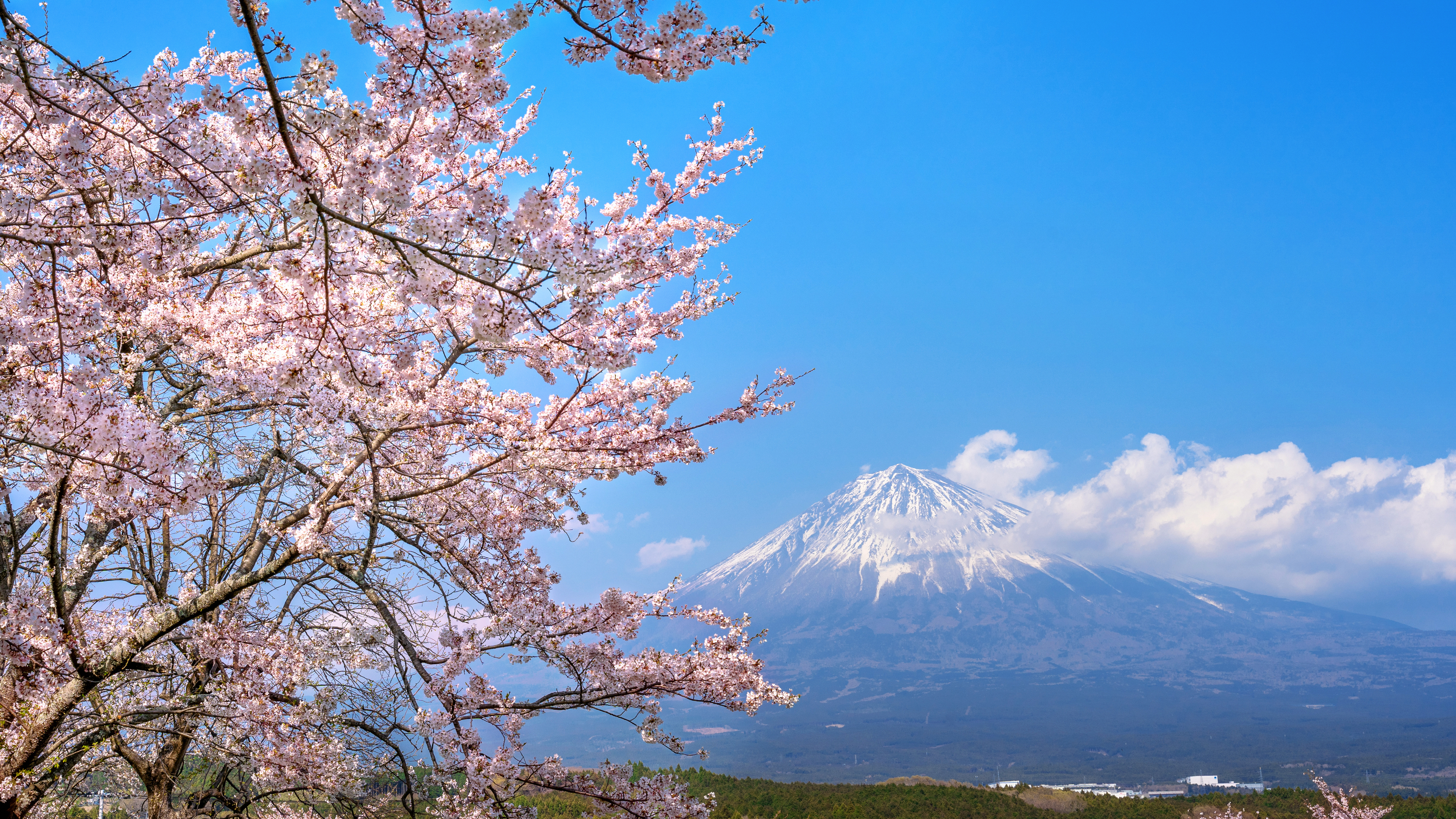 【2026年春】関西・関東の桜シーズンおすすめ特集を公開しました