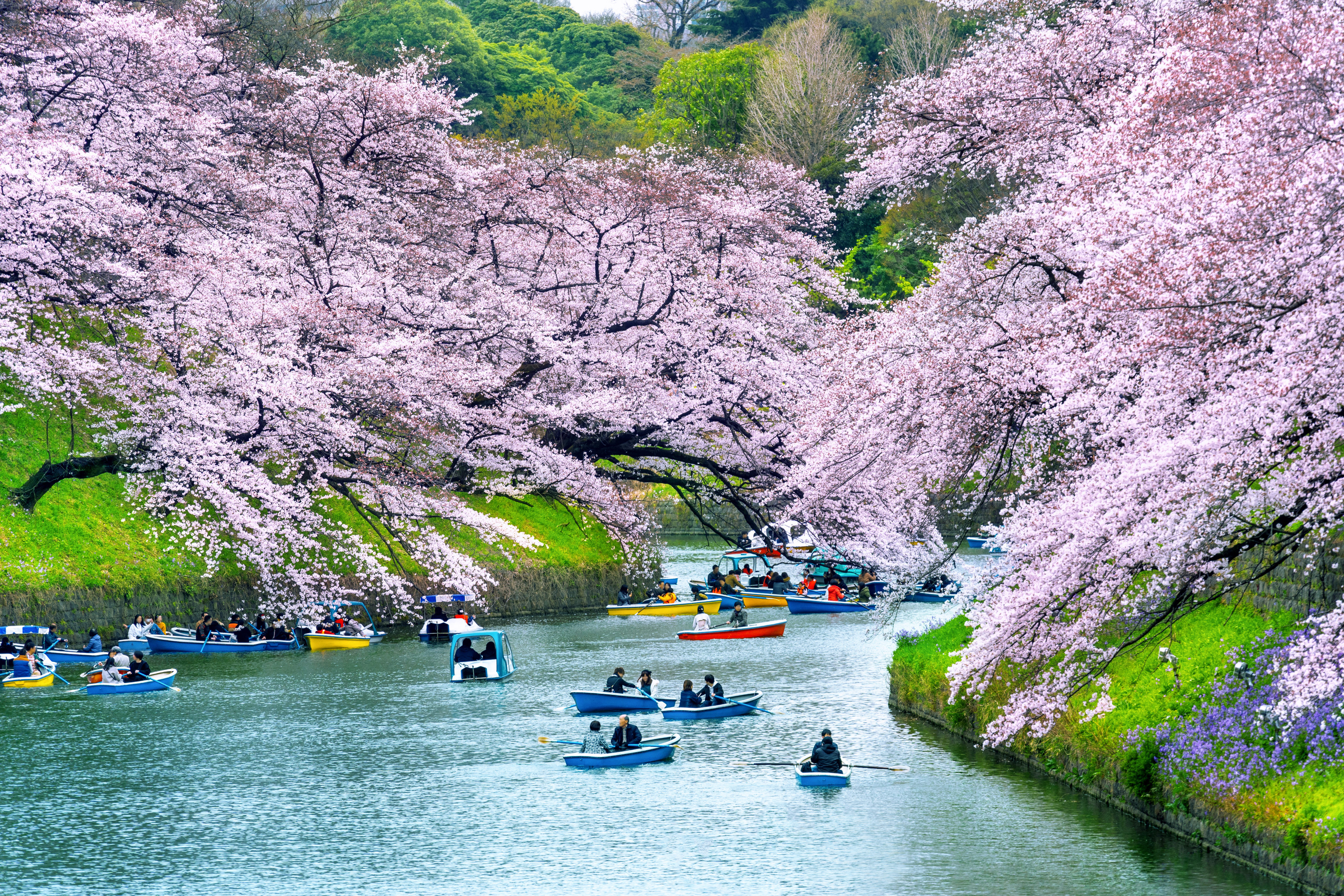 春限定「桜紀行」ツアーの受付を開始いたしました