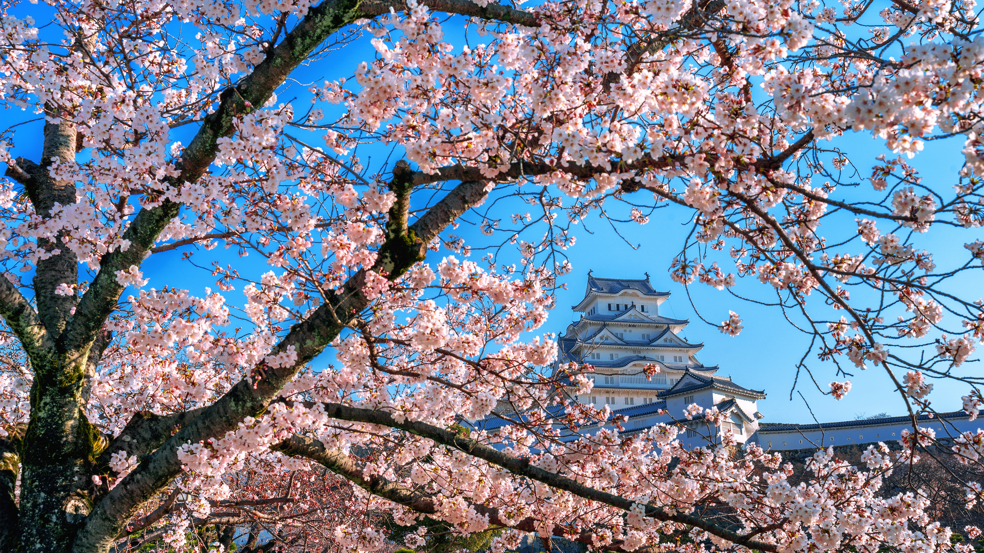 紀伊・山海桜と古道