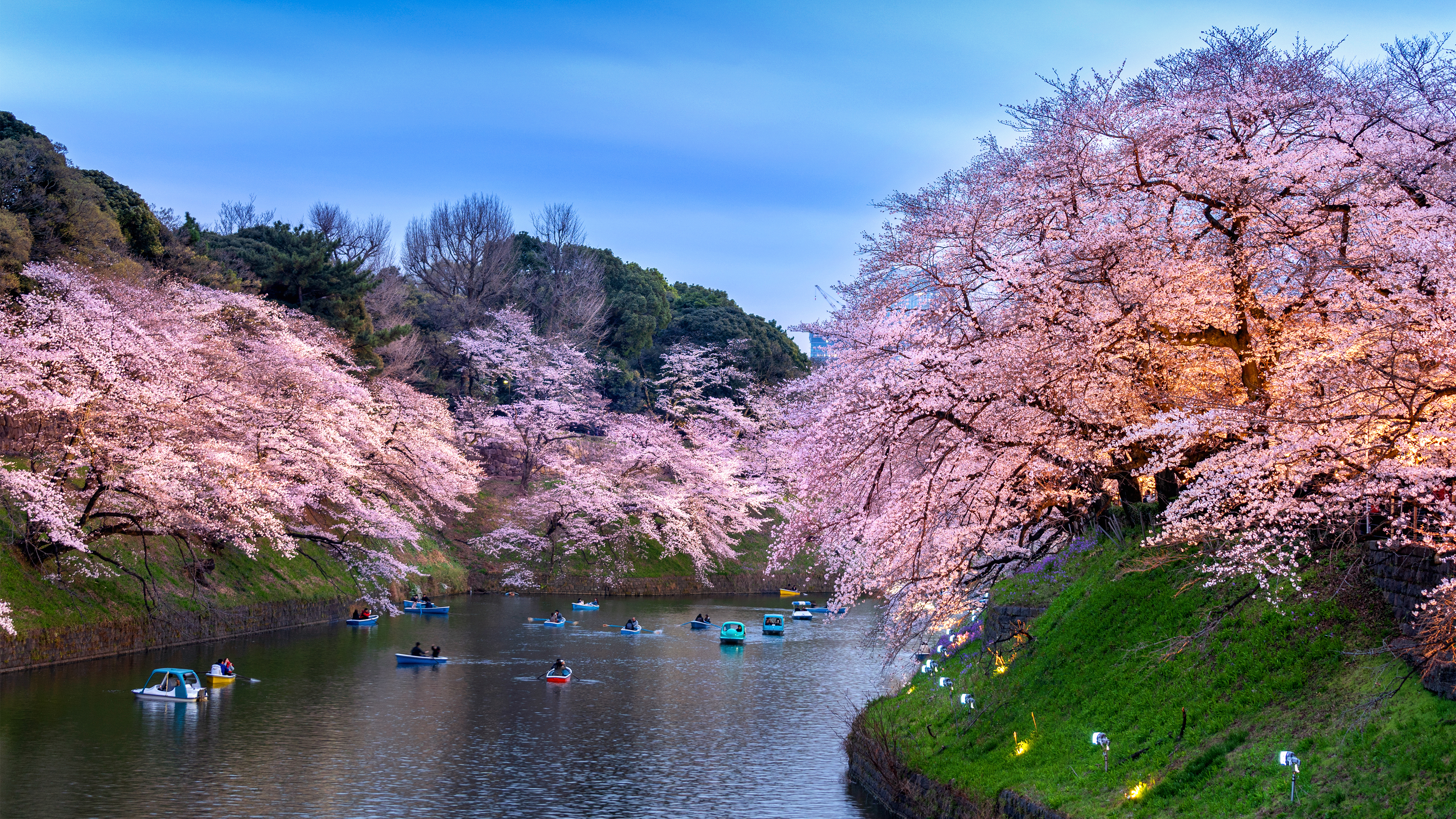 「桜の絶景・山海の聖地を巡る旅」